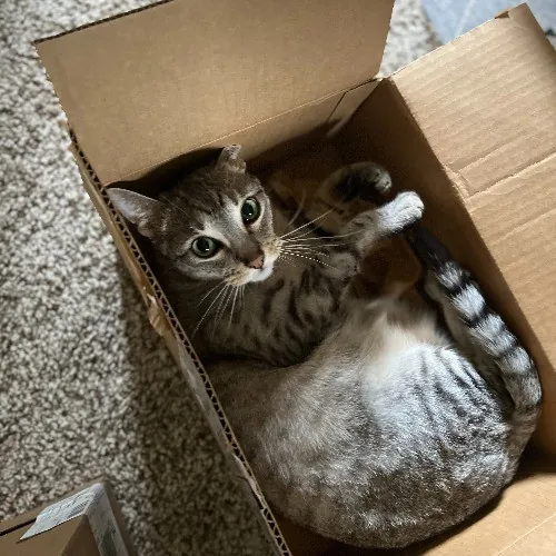 Oc Cat Care - Cat Sitting
