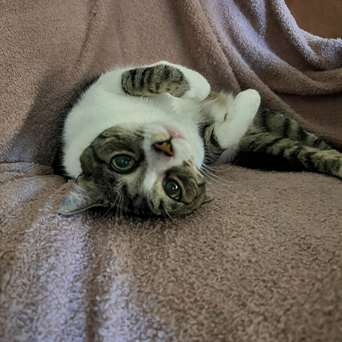 Oc Cat Care - Cat Sitting