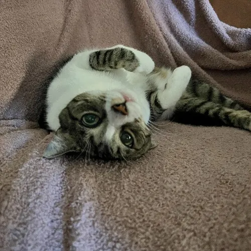 Oc Cat Care - Cat Sitting