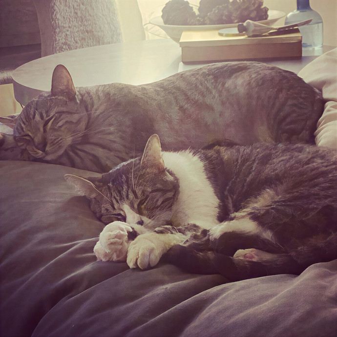 Oc Cat Care - Cat Sitting