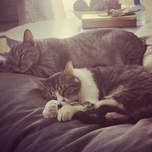 Oc Cat Care - Cat Sitting