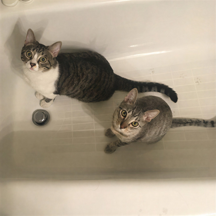 Oc Cat Care - Cat Sitting