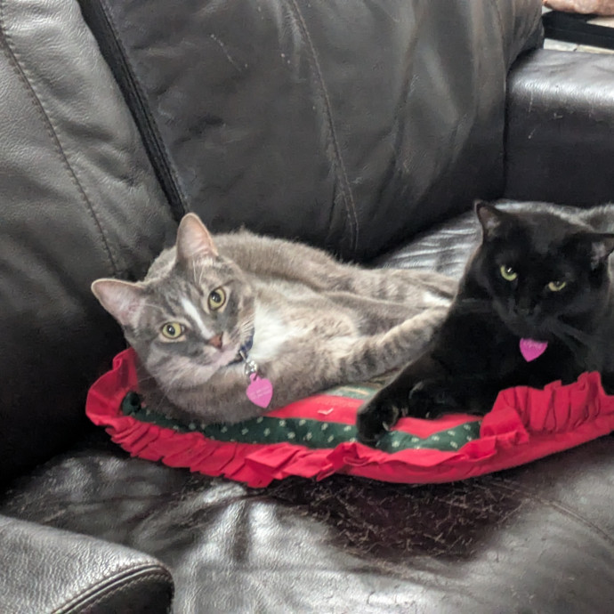 Nicholas A Colorado Springs Cat Sitter