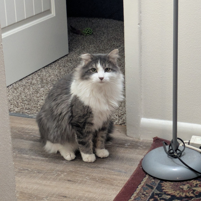 Nicholas A Colorado Springs Cat Sitter