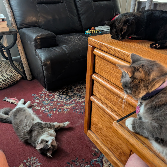 Nicholas A Colorado Springs Cat Sitter photo 3