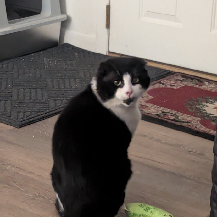 Nicholas A Colorado Springs Cat Sitter photo 2