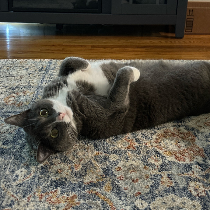 Caroline The Caring Cat Sitter