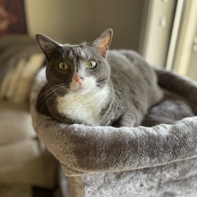 Caroline The Caring Cat Sitter photo 3