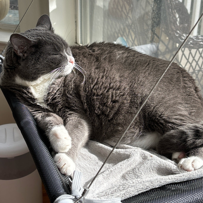 Caroline The Caring Cat Sitter photo 2