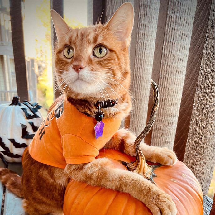 Jace's Pawsome Cat Care