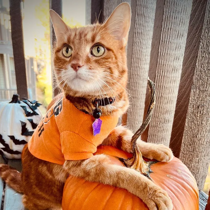 Jace's Pawsome Cat Care