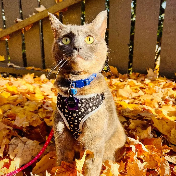 Jace's Pawsome Cat Care