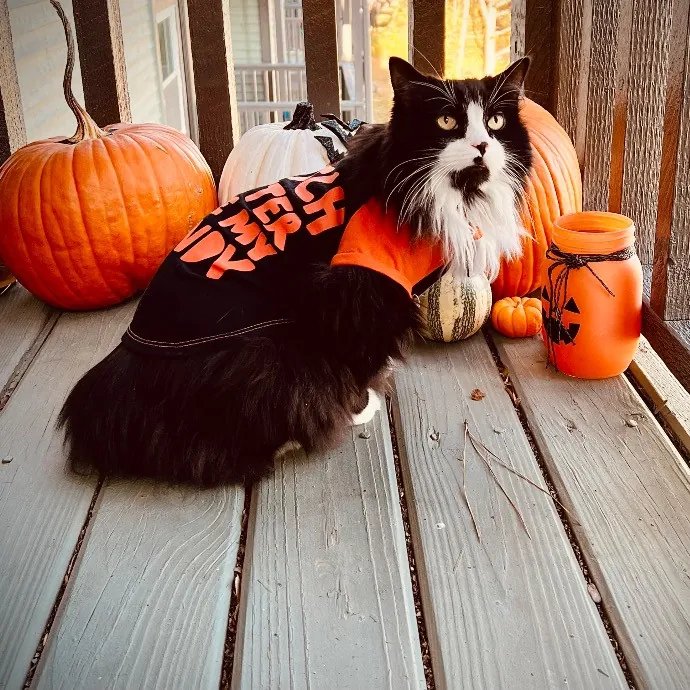 Jace's Pawsome Cat Care