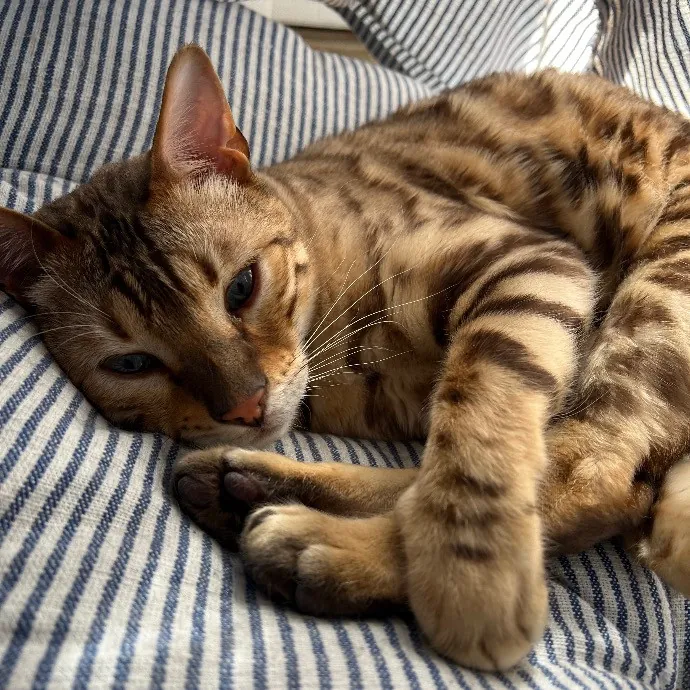 Jace's Pawsome Cat Care