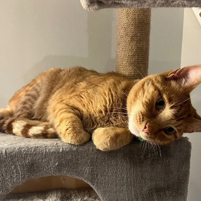 Jace's Pawsome Cat Care