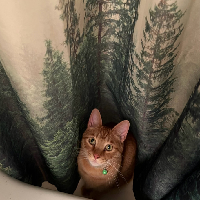 Jace's Pawsome Cat Care