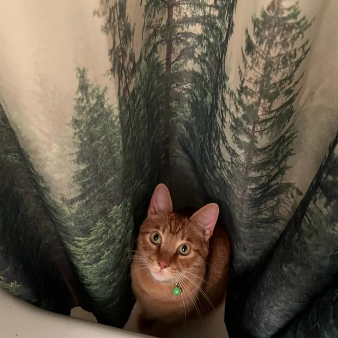 Jace's Pawsome Cat Care