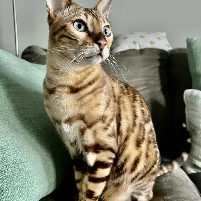 Jace's Pawsome Cat Care