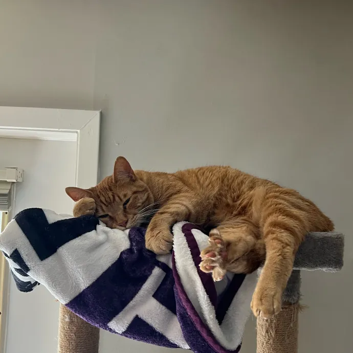 Jace's Pawsome Cat Care