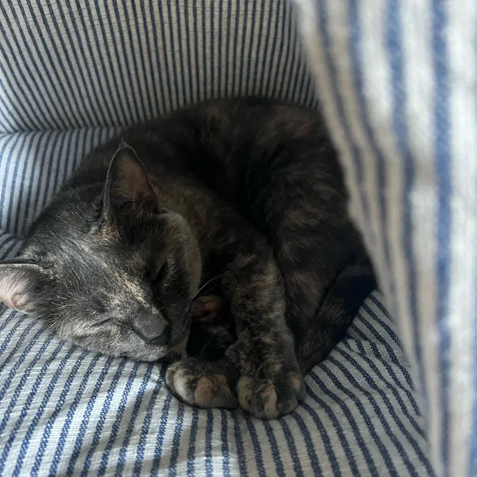 Jace's Pawsome Cat Care