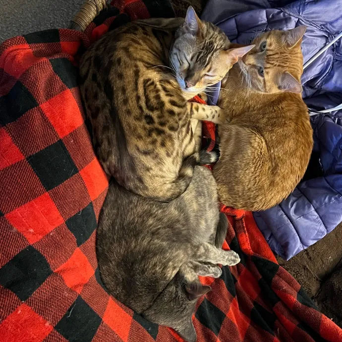 Jace's Pawsome Cat Care