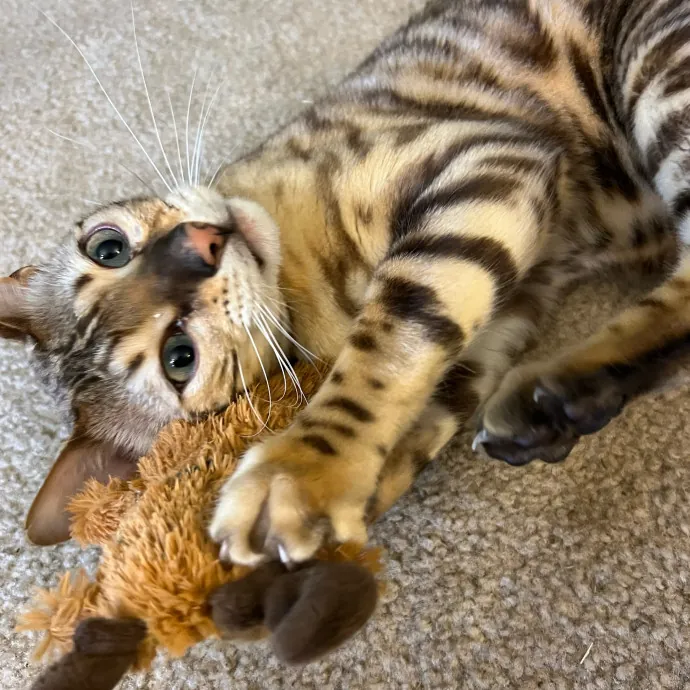 Jace's Pawsome Cat Care