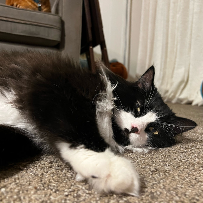 Jace's Pawsome Cat Care