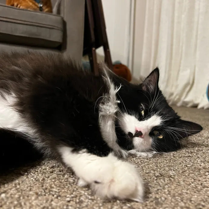 Jace's Pawsome Cat Care