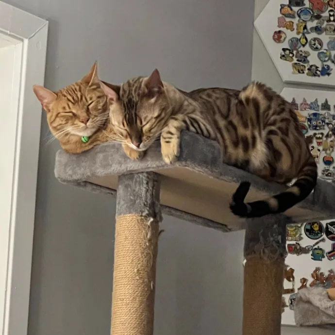 Jace's Pawsome Cat Care