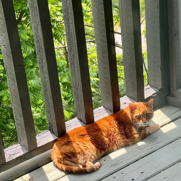 Jace's Pawsome Cat Care