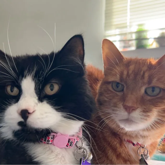 Jace's Pawsome Cat Care