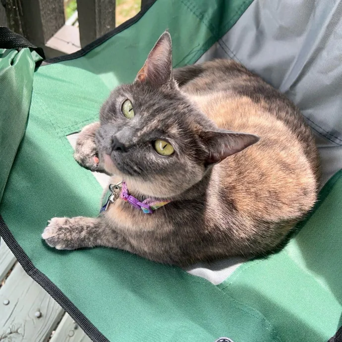 Jace's Pawsome Cat Care