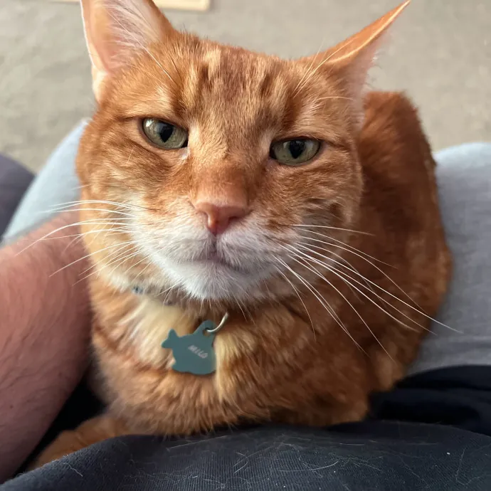 Jace's Pawsome Cat Care