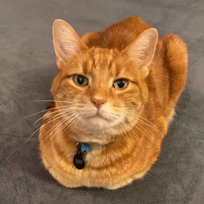 Jace's Pawsome Cat Care