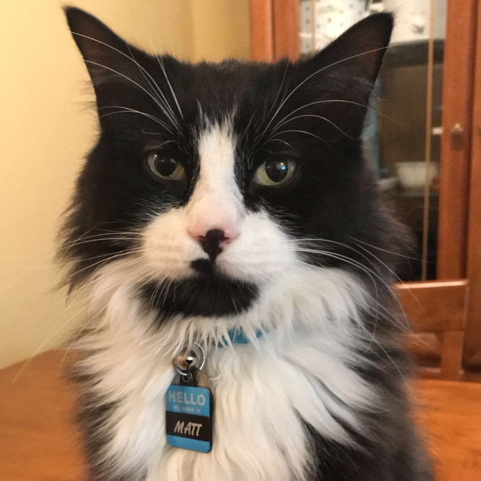 Jace's Pawsome Cat Care