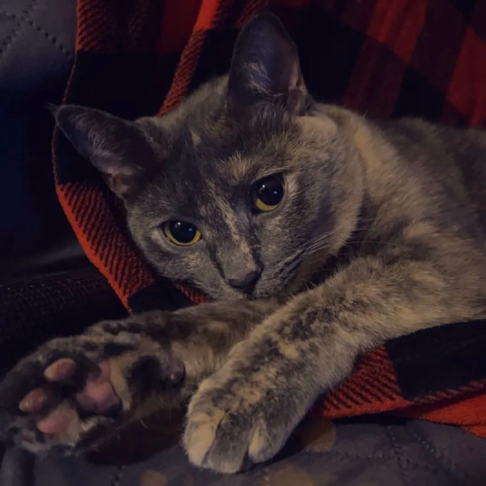 Jace's Pawsome Cat Care