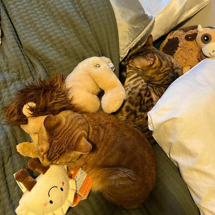 Jace's Pawsome Cat Care