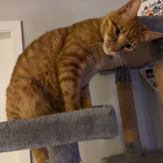 Jace's Pawsome Cat Care photo 3