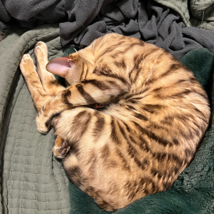 Jace's Pawsome Cat Care photo 2
