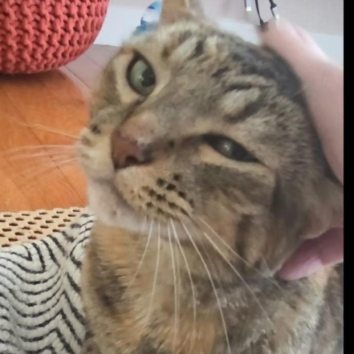 The Furr-Motional Support Cat Sitter