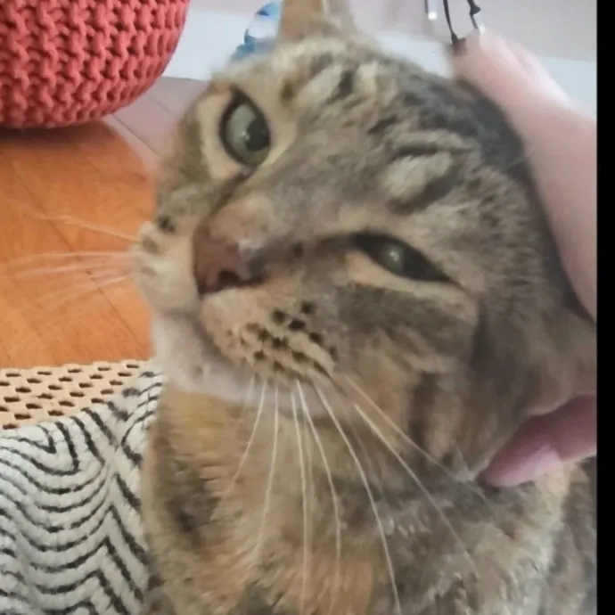 The Furr-Motional Support Cat Sitter