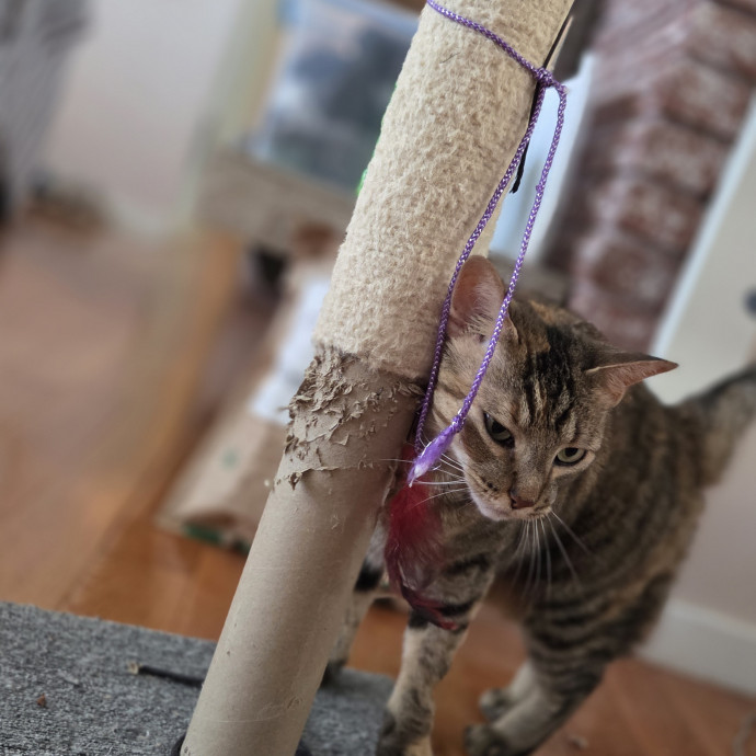 The Furr-Motional Support Cat Sitter