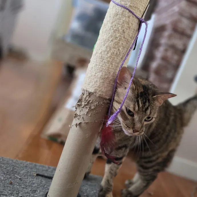 The Furr-Motional Support Cat Sitter