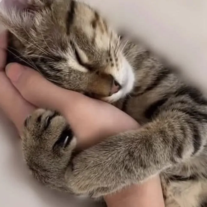 The Furr-Motional Support Cat Sitter