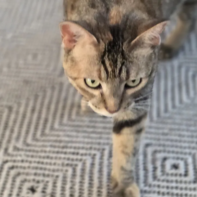 The Furr-Motional Support Cat Sitter