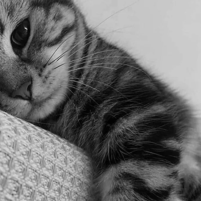 The Furr-Motional Support Cat Sitter