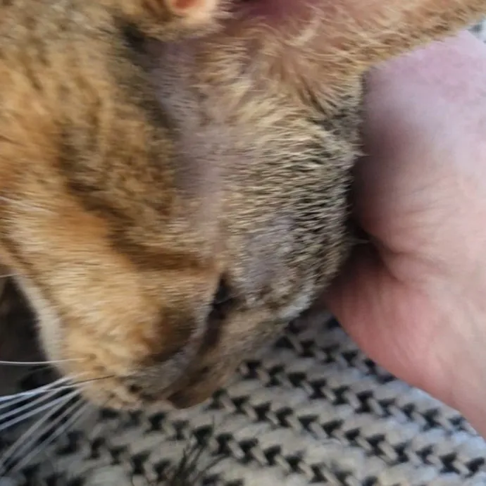 The Furr-Motional Support Cat Sitter