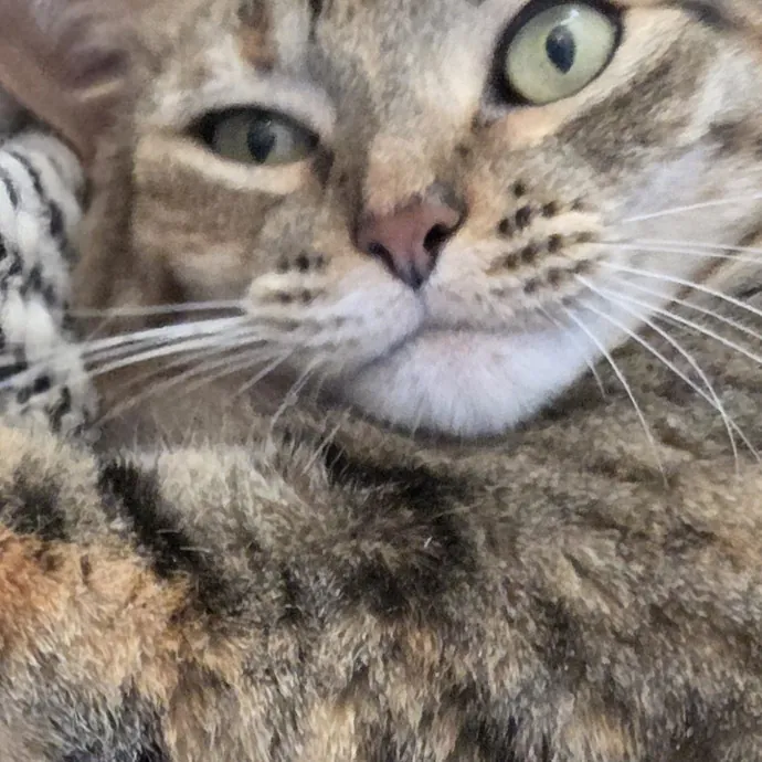 The Furr-Motional Support Cat Sitter