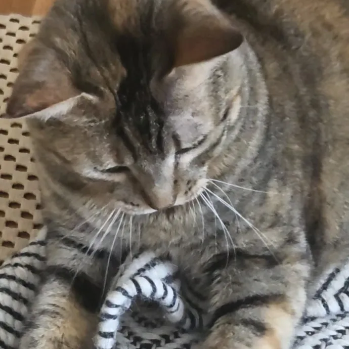 The Furr-Motional Support Cat Sitter