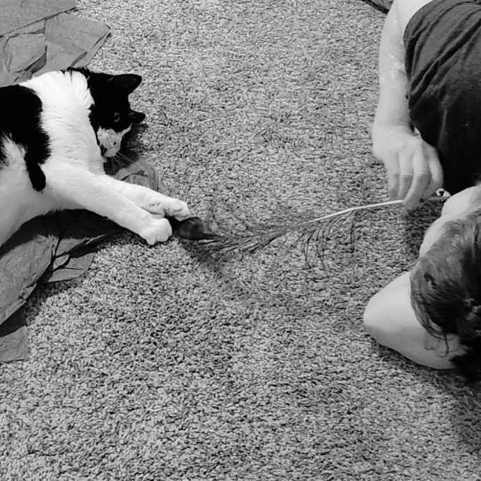 The Furr-Motional Support Cat Sitter